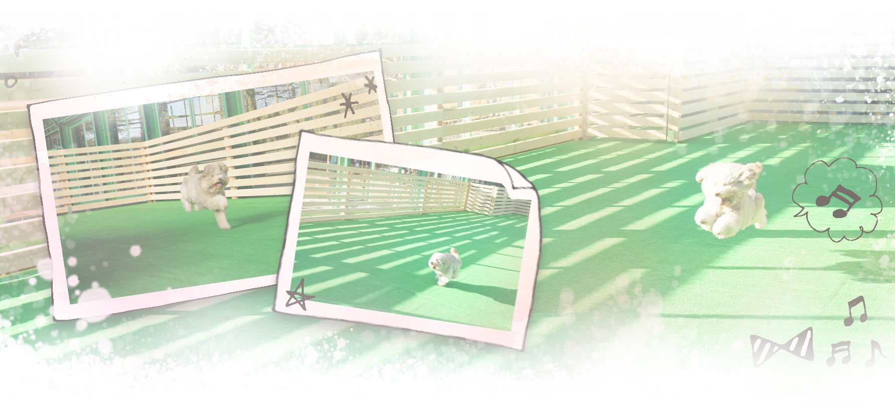 dogrun