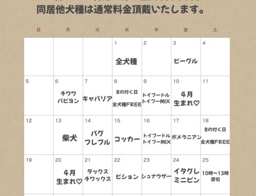 新年度、ドッグラン犬種別無料DAY開催します!!