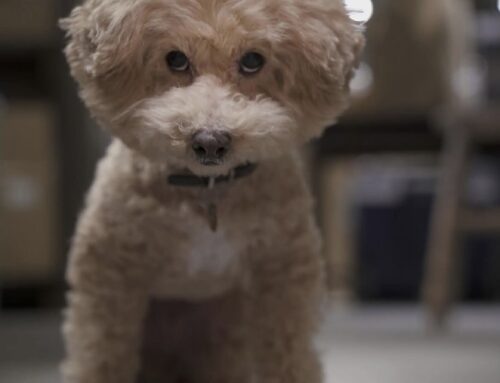 知っておきたい違い