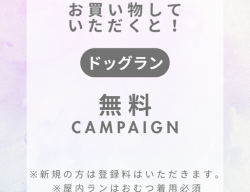 ６・７・８月ドッグランキャンペーン🌳
