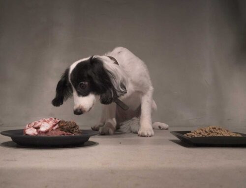 生食が不安な方へ